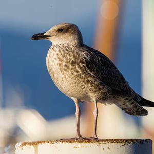 Yellow-legged Gull