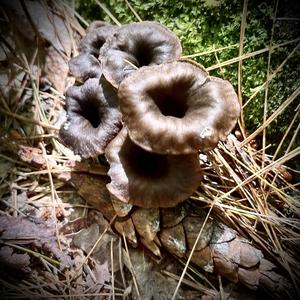 Cantharellus cinereus