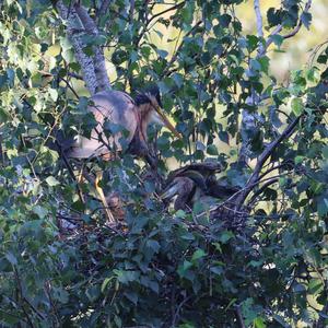 Purple Heron