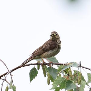 Tree Pipit