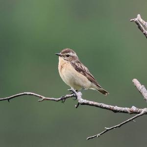 Whinchat