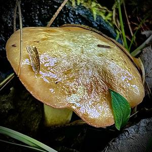 Larch Suillus