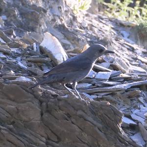 Blue Rock-thrush