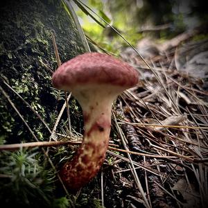 Suillus collinitus 