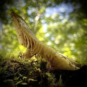 Broad-gilled Agaric