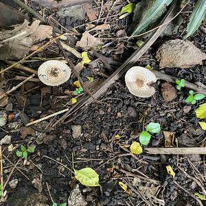 Agaricus impudicus