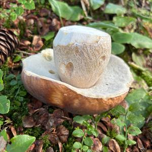 King Bolete