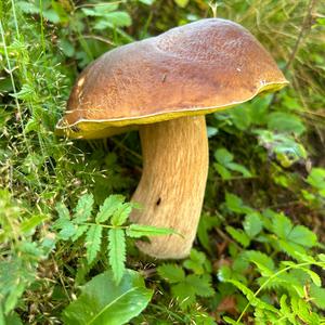 King Bolete