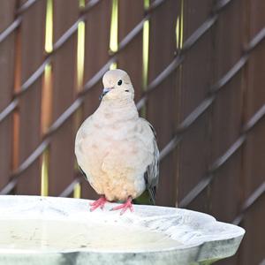 Mourning Dove