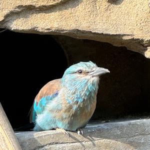 European Roller