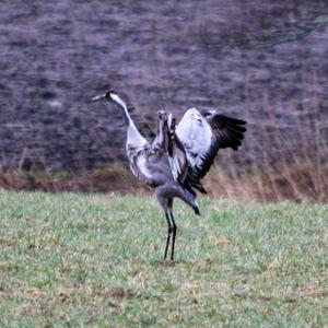 Common Crane