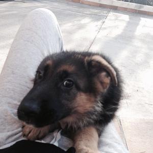 German Shepherd