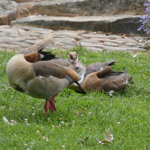 Nilgans