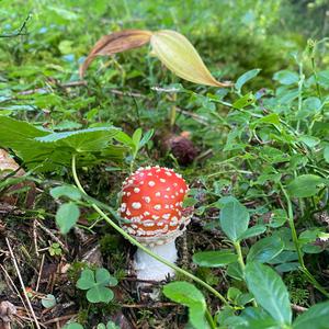 Fly Agaric