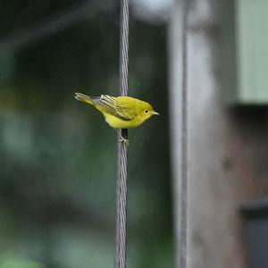 Yellow Warbler