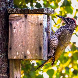 Grey-faced Woodpecker