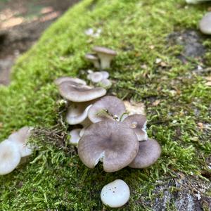 Oyster Mushroom