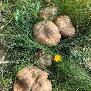 Summer Bolete