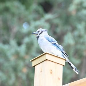 Blue Jay