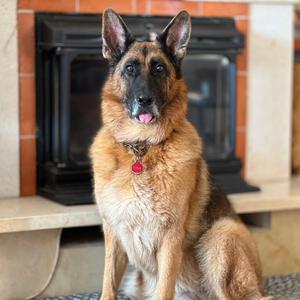 German Shepherd