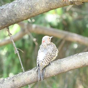 Northern Flicker