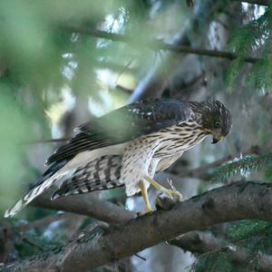 Cooper's Hawk