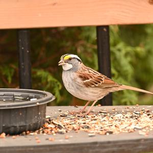 White-throated Sparrow