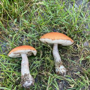 Orange Birch Bolete