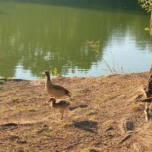 Nilgans