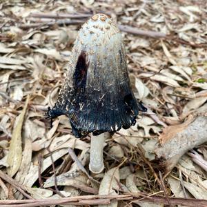 Shaggy Mane