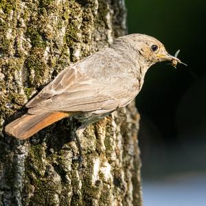 Black Redstart