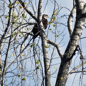 Weißkopfseeadler