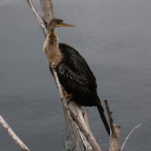 Amerikanischer Schlangenhalsvogel