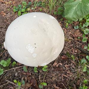 Giant Puffball