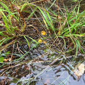 Chanterelle, Common