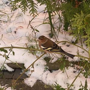 Eurasian Chaffinch