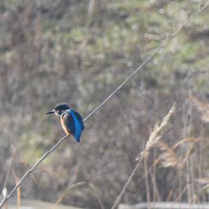 Common Kingfisher