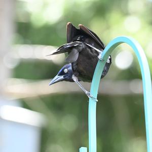 Common Grackle