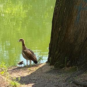 Nilgans