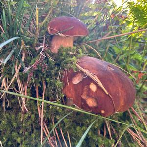 King Bolete