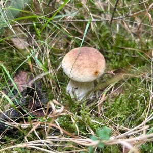 King Bolete