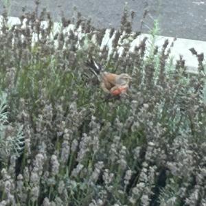 Eurasian Linnet