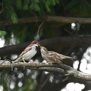 House Sparrow