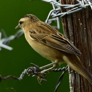 Sedge Warbler