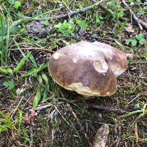 Summer Bolete