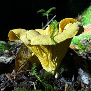 Chanterelle, Common