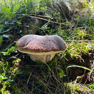 King Bolete