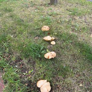 Summer Bolete