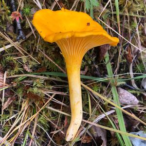 Chanterelle, Common