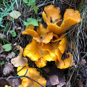 Chanterelle, Common